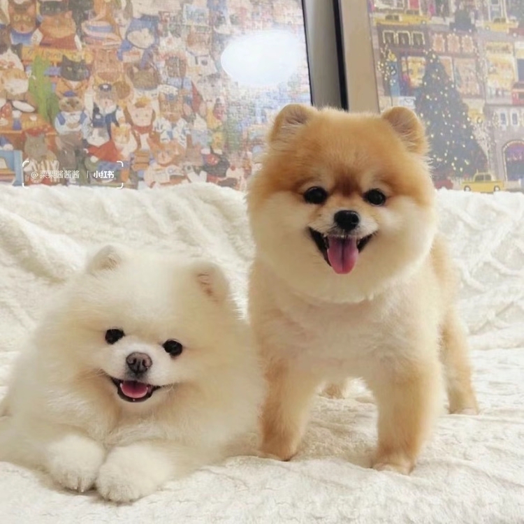 大耳朵比格宠物伴侣犬