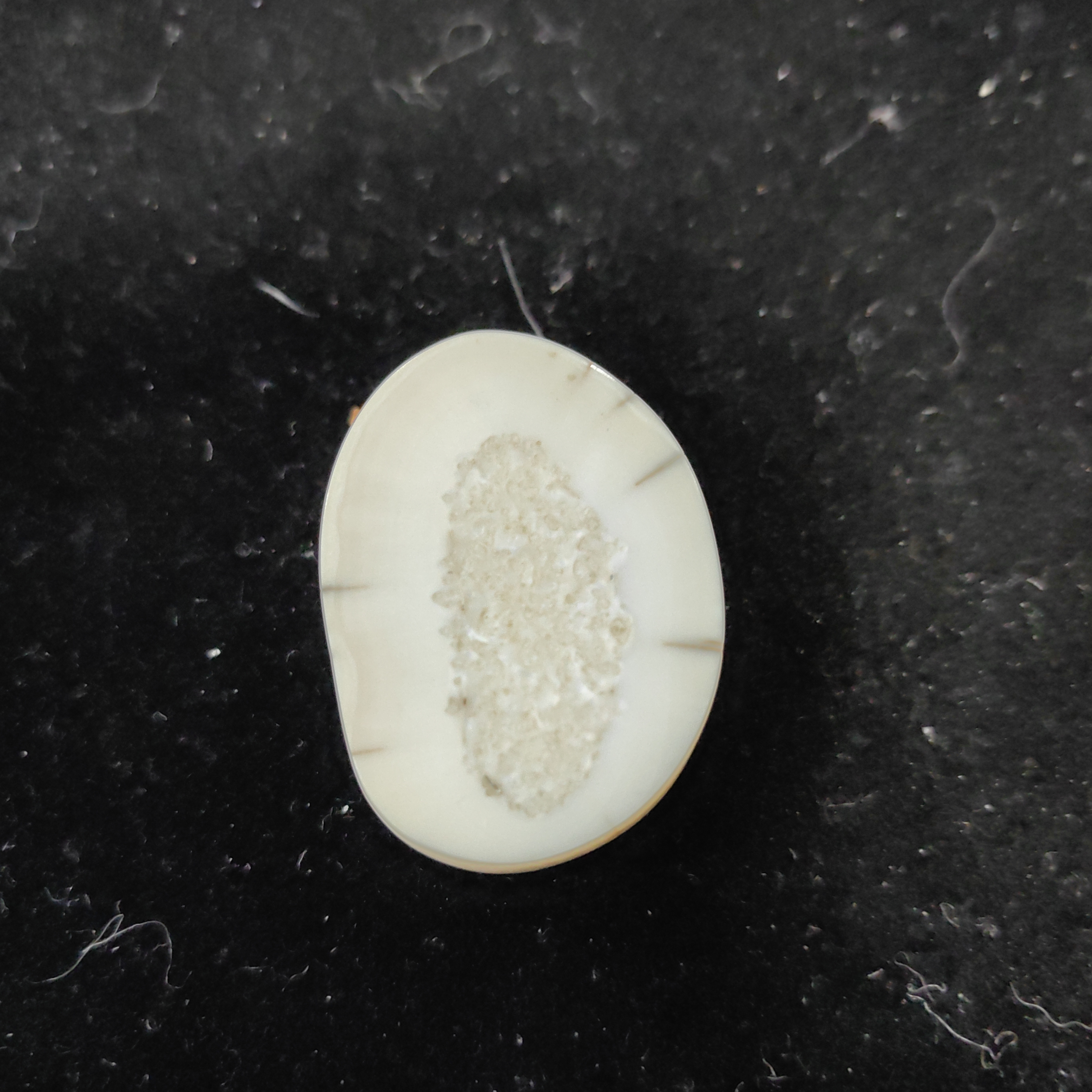 猛犸猛犸虬饼子WT513