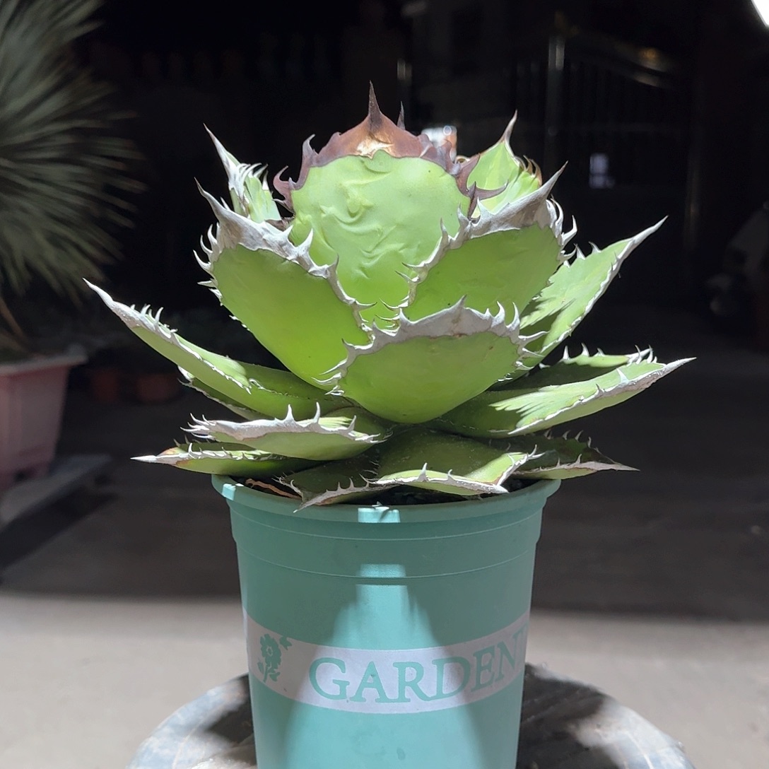 黑火焰仁王冠龙舌兰