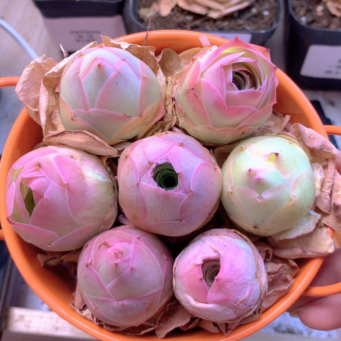 一物一拍花篮福利002