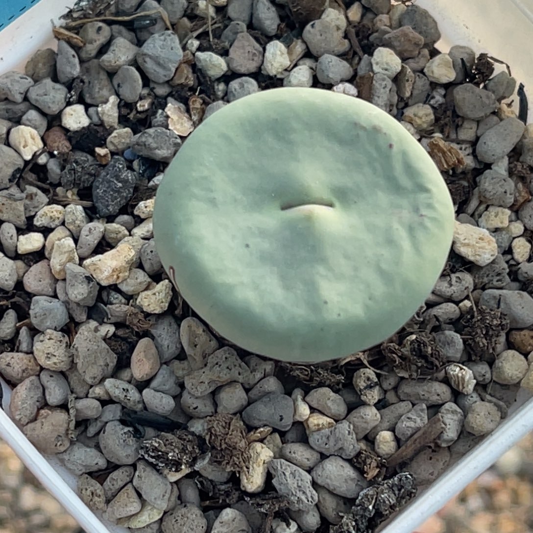 3556小红嘴一颗。   