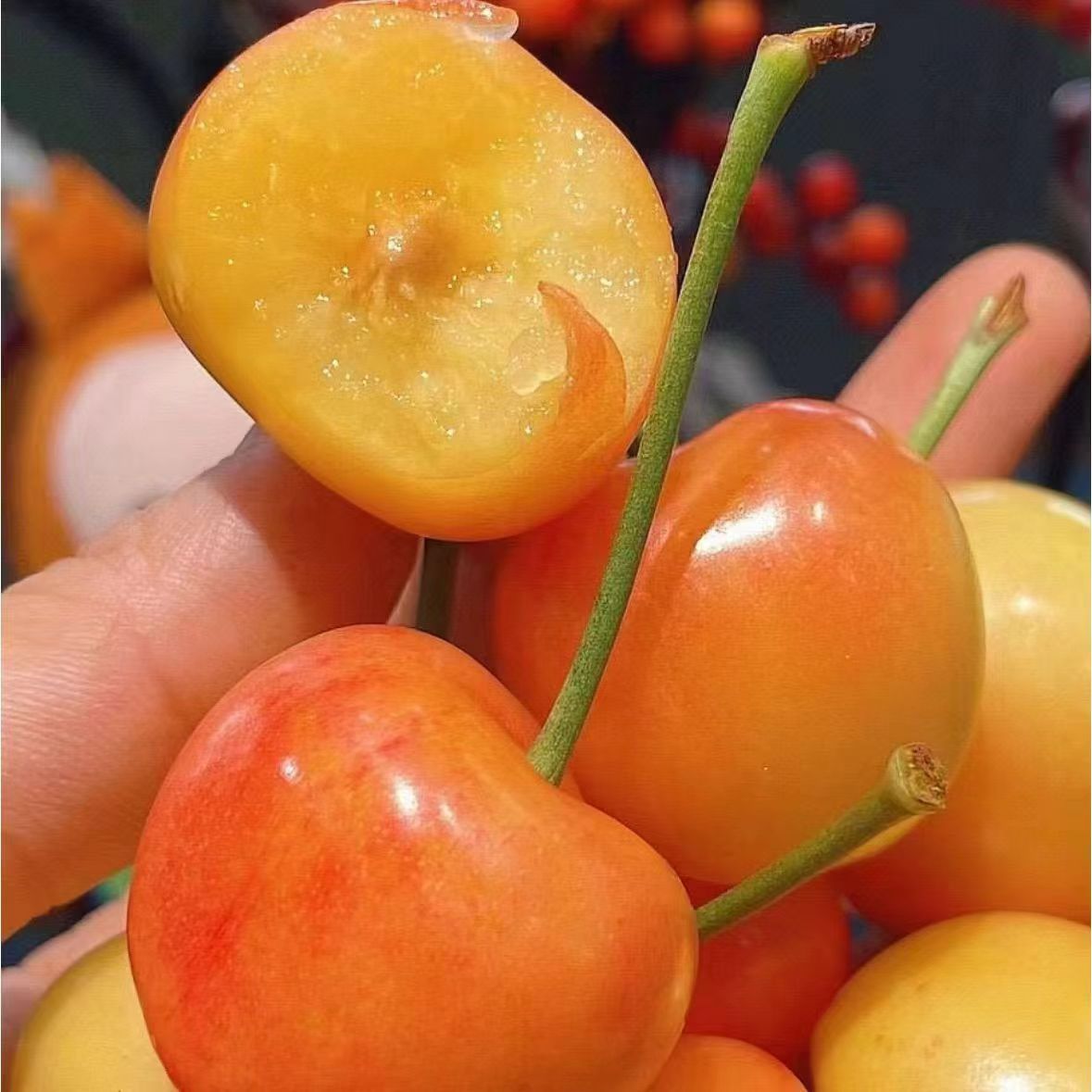 【鲜货空运】RAINIER雷尼尔智利车厘子2J-4J黄车4.4斤 内附果径卡