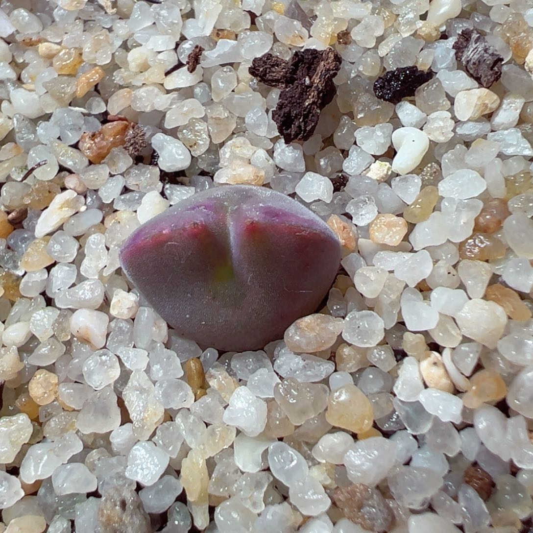 113-212.多肉多肉