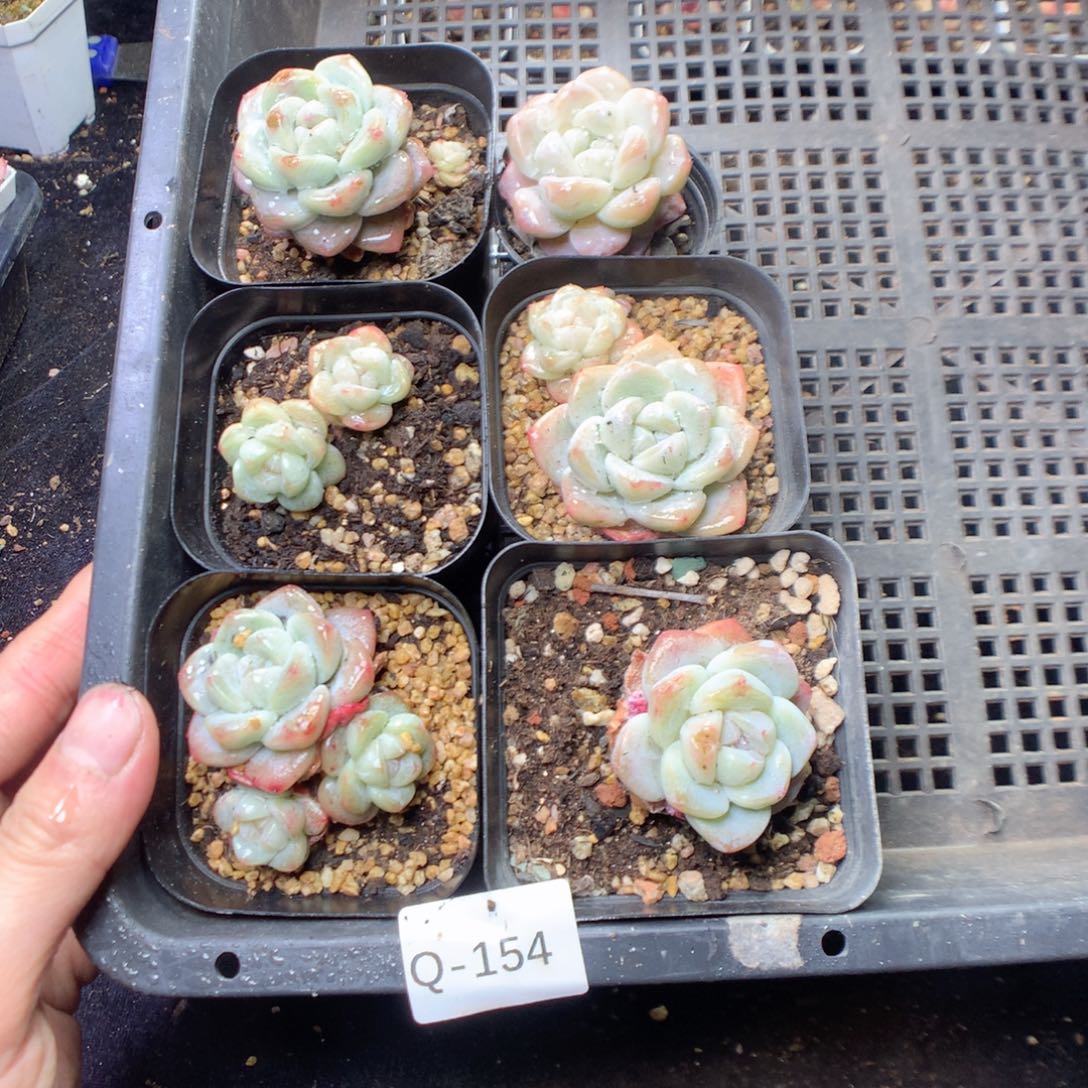 无花朵Q154 yyyyyyyy