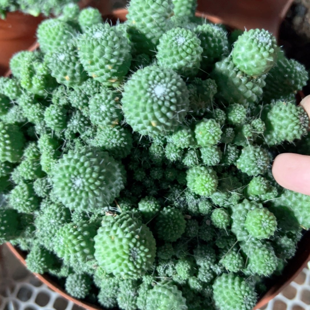 x***）哈哈哈哈哈哈哈哈哈哈哈哈