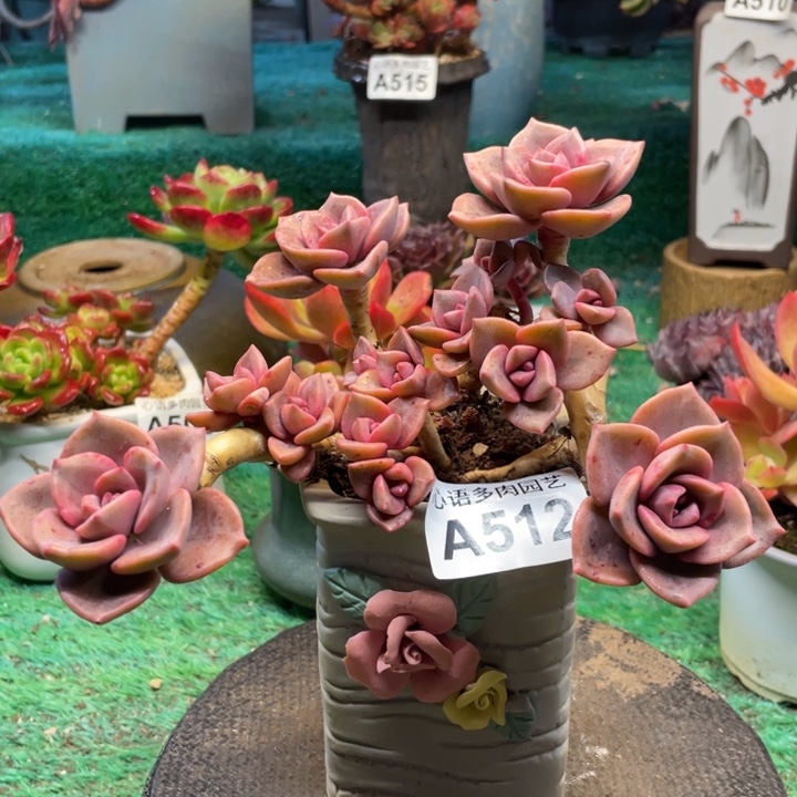 a***d琉璃盏多肉一物一拍