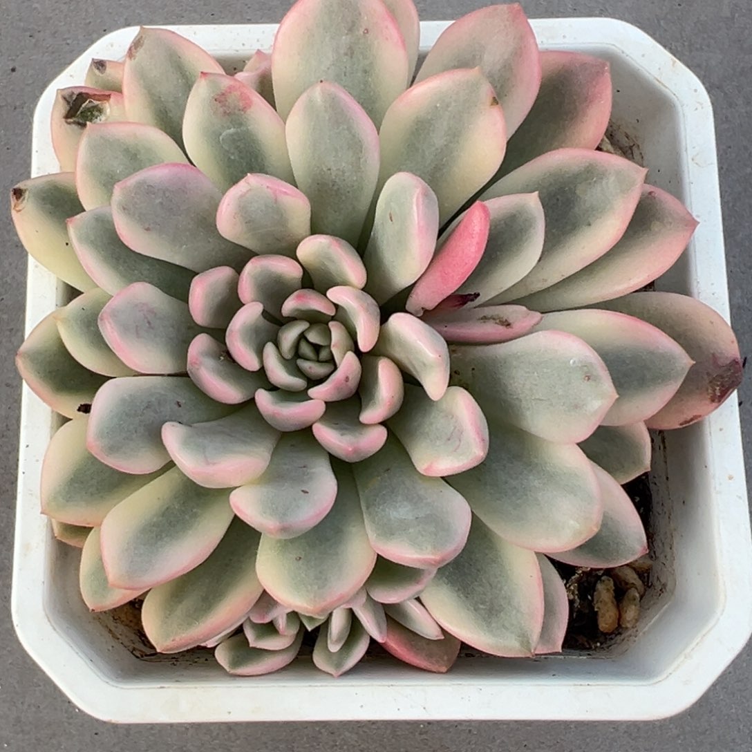 l***1红宝石锦带侧头，多肉植物