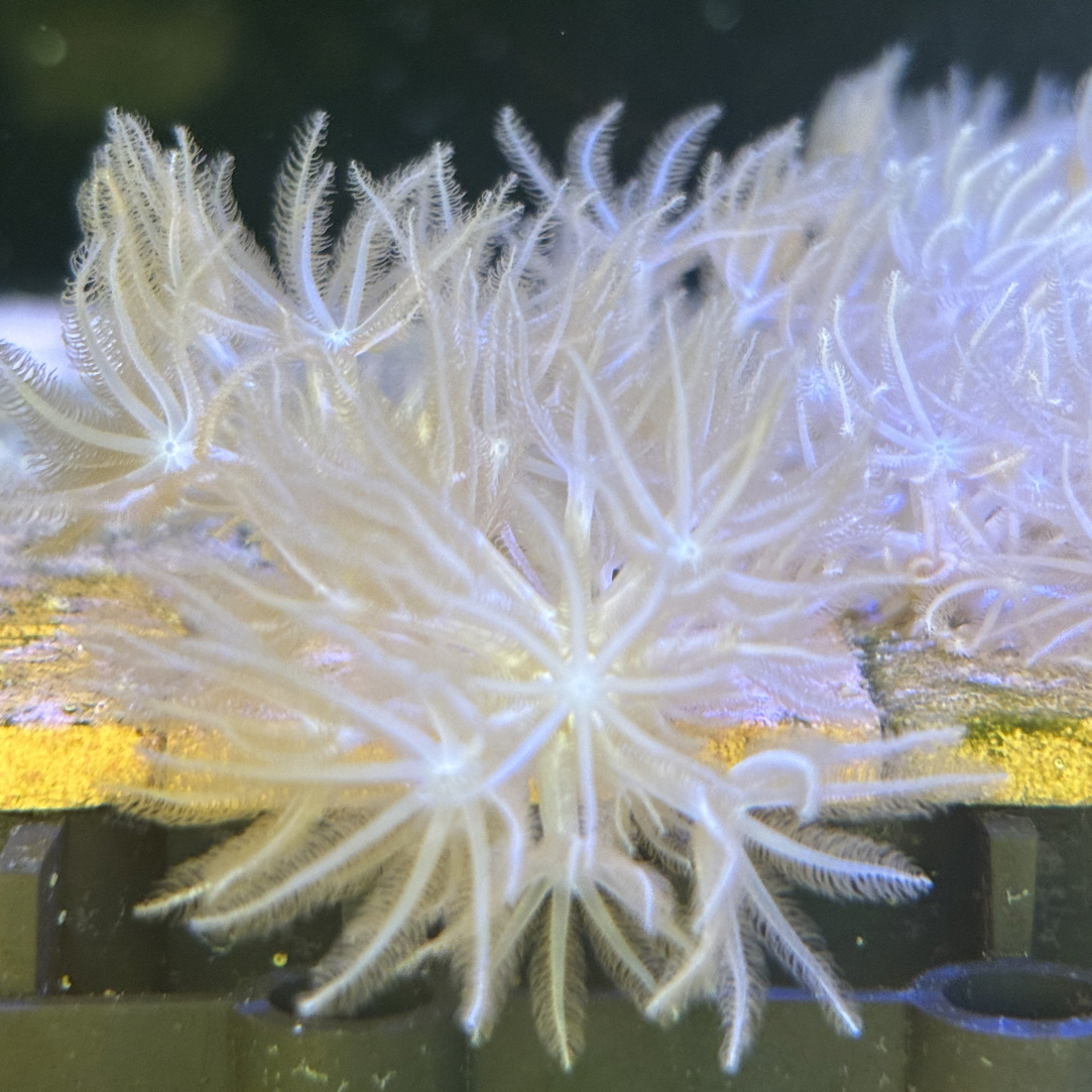 【天萱海洋】美国闪千手日本闪千手lps软体珊瑚 海水海缸闪千手珊瑚