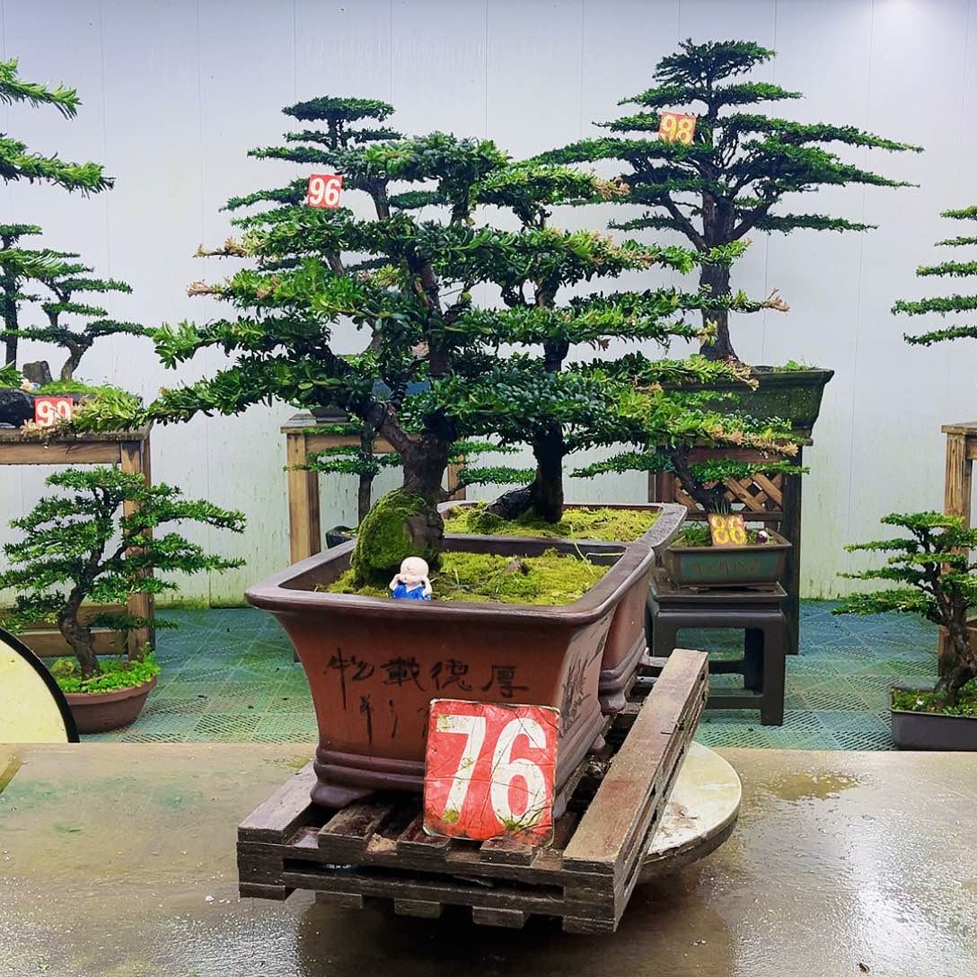 完全开放罗汉松盆景艺术