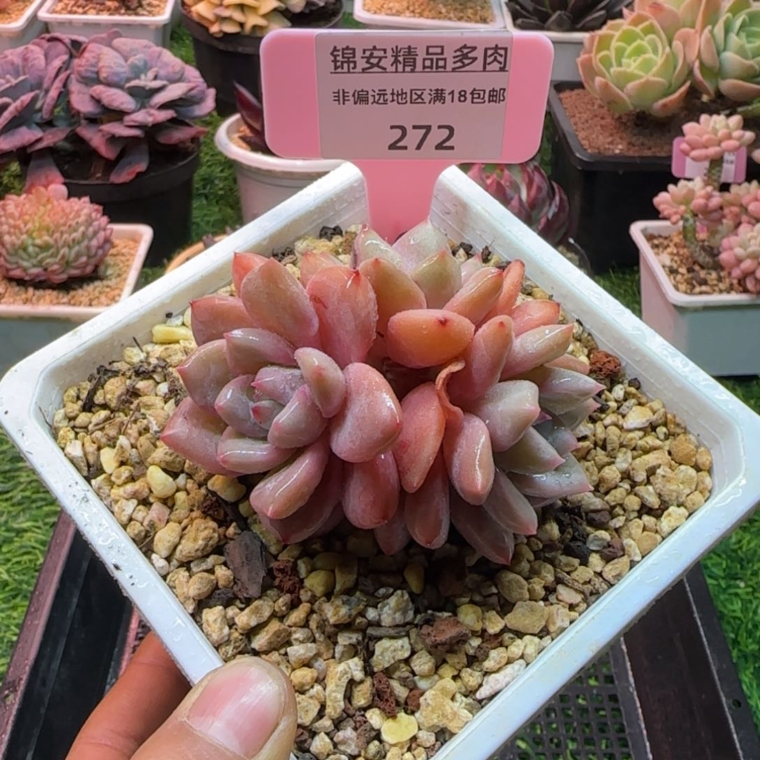 锦安精品多肉编号272
