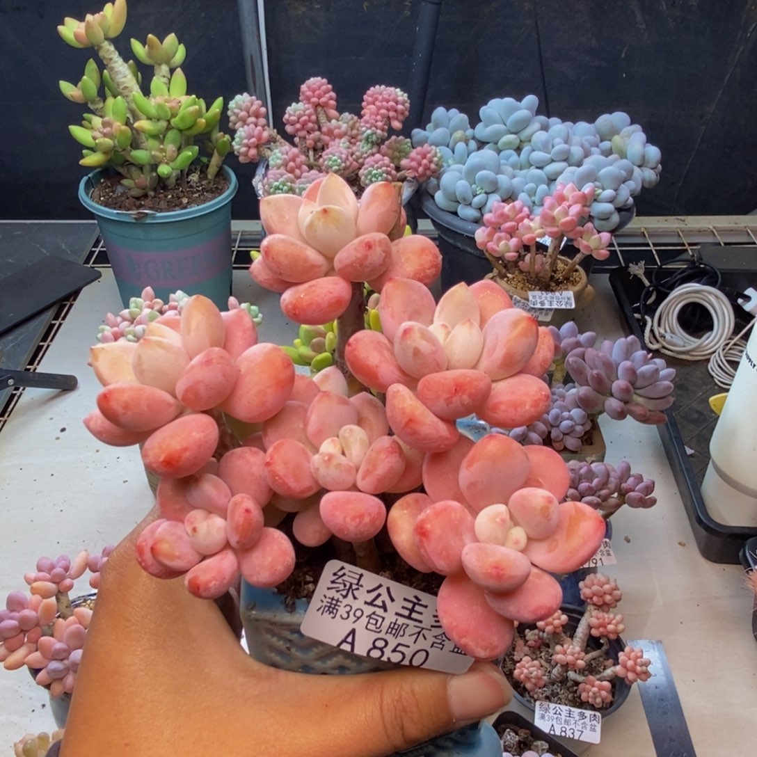 850樱花洛神多肉9c m