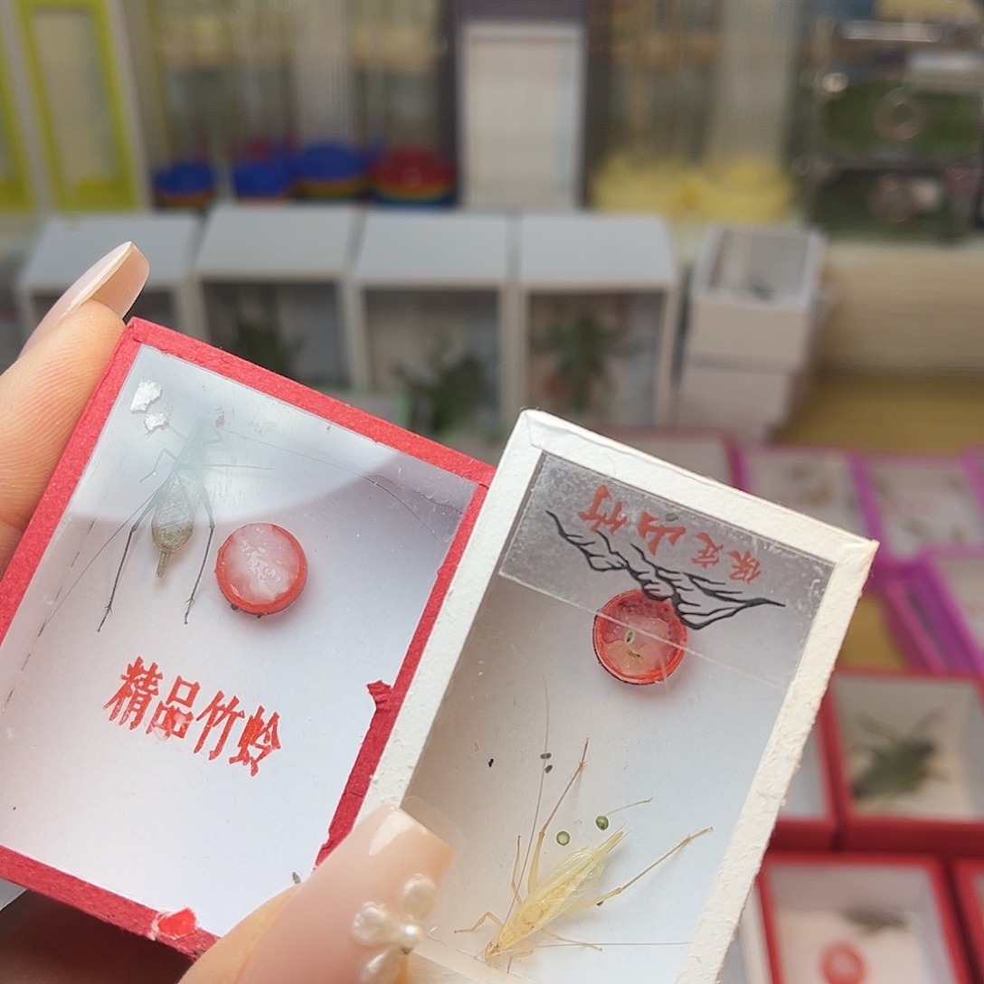 蚂蚁工坊黑水。   山竹。 