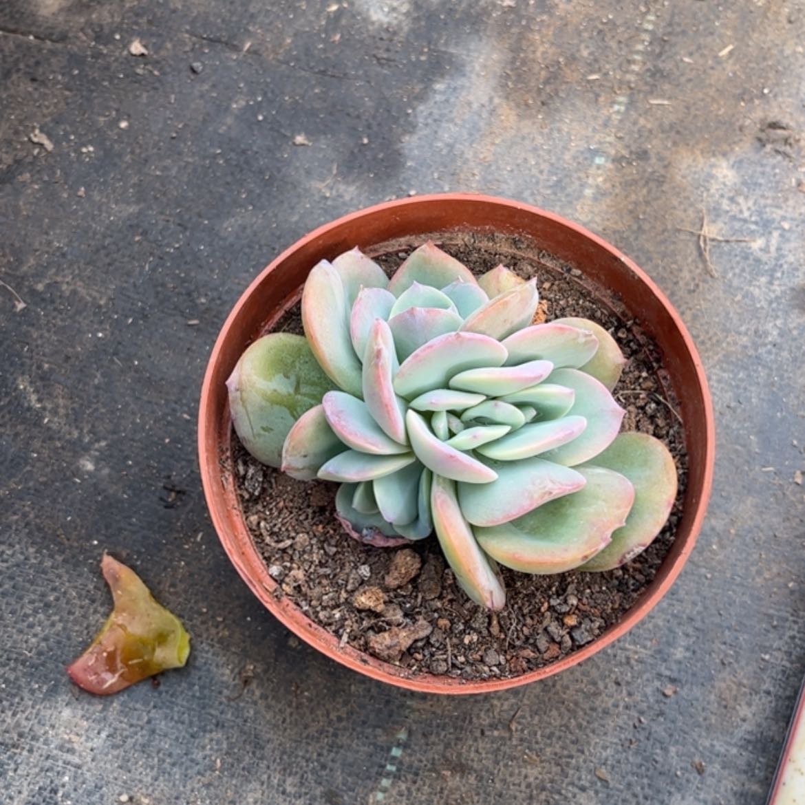 【闪购商品】无花朵