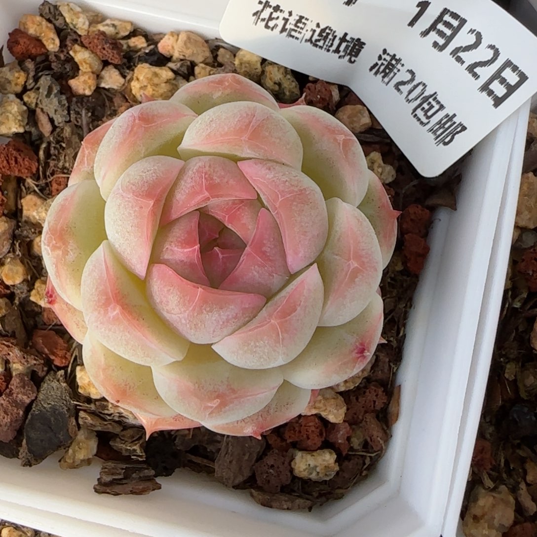 花语逸境0122-，247