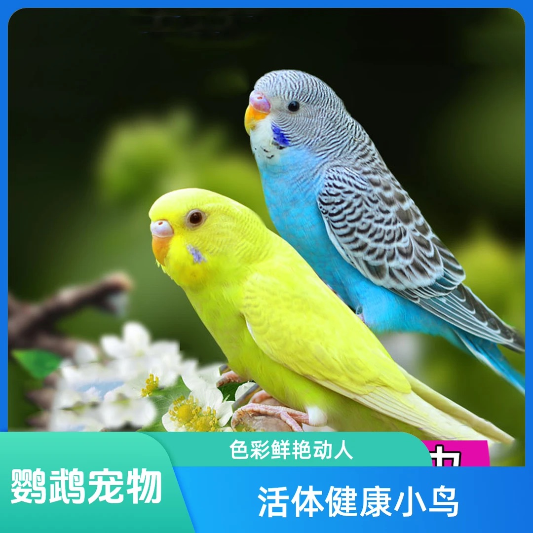 2只 一对会学说话宠物鸟观赏鸟虎皮鹦鹉小鸟包邮活鸟