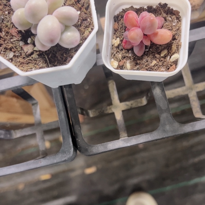 妍*专拍多肉植物大战僵尸