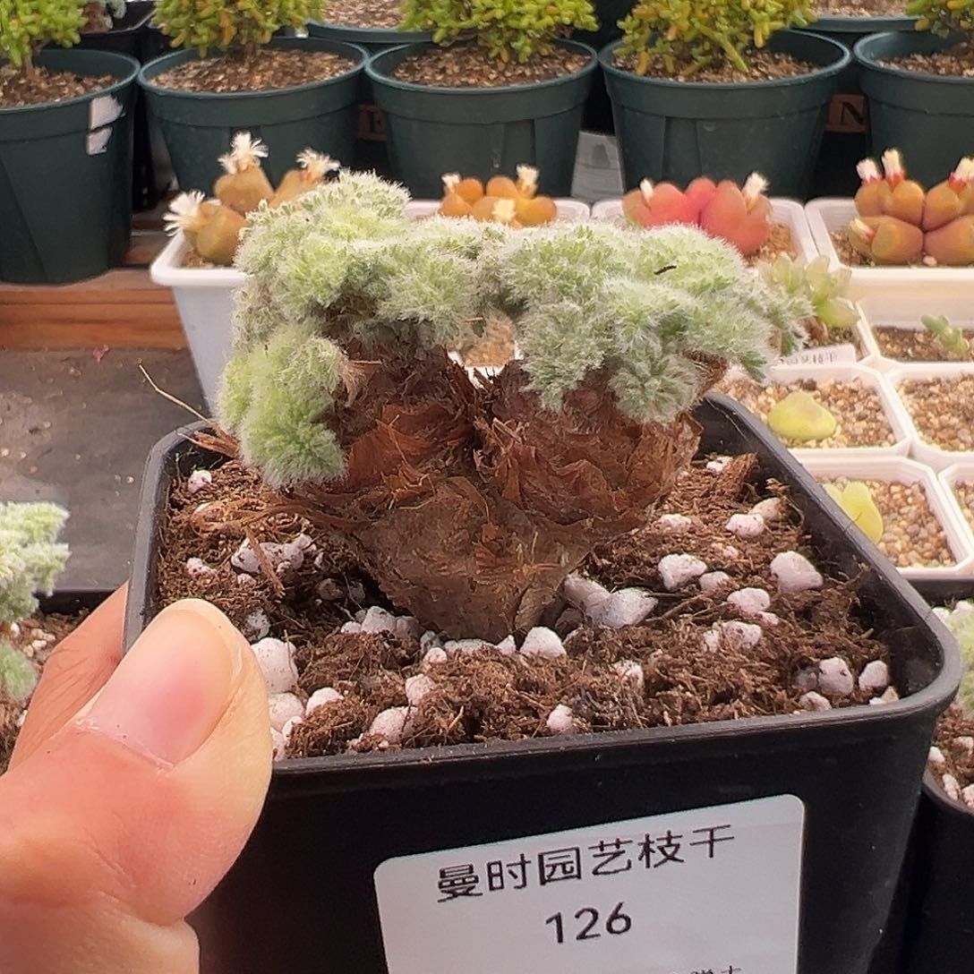 调***球126号羽叶洋奎11.20多肉