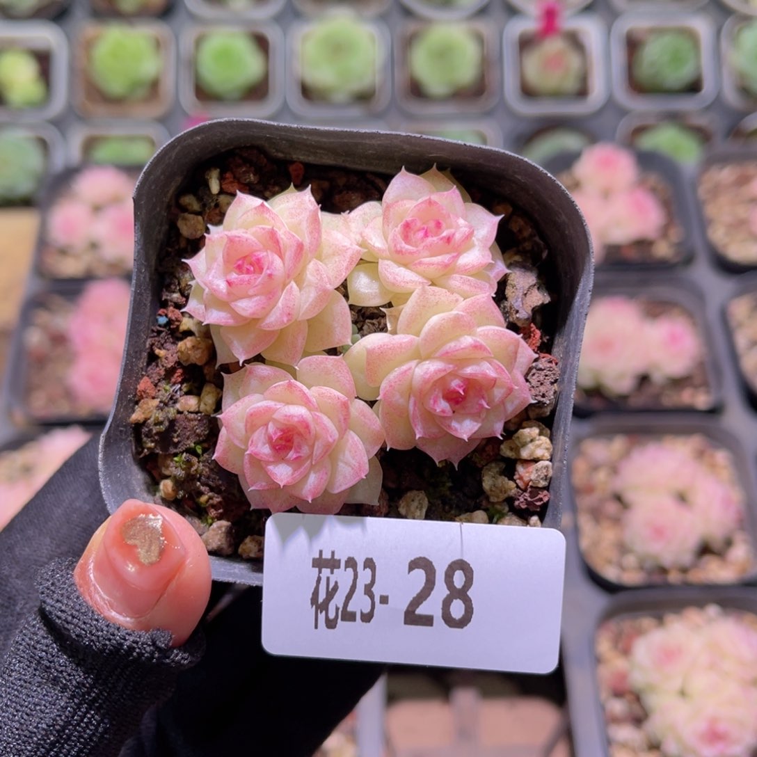 花23-28白天鹅群生