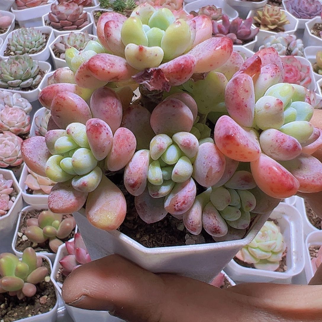 樱花罗琦19包邮多肉