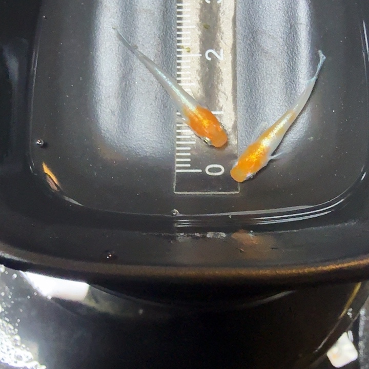 青鳉鱼156号拍品赤壁红白