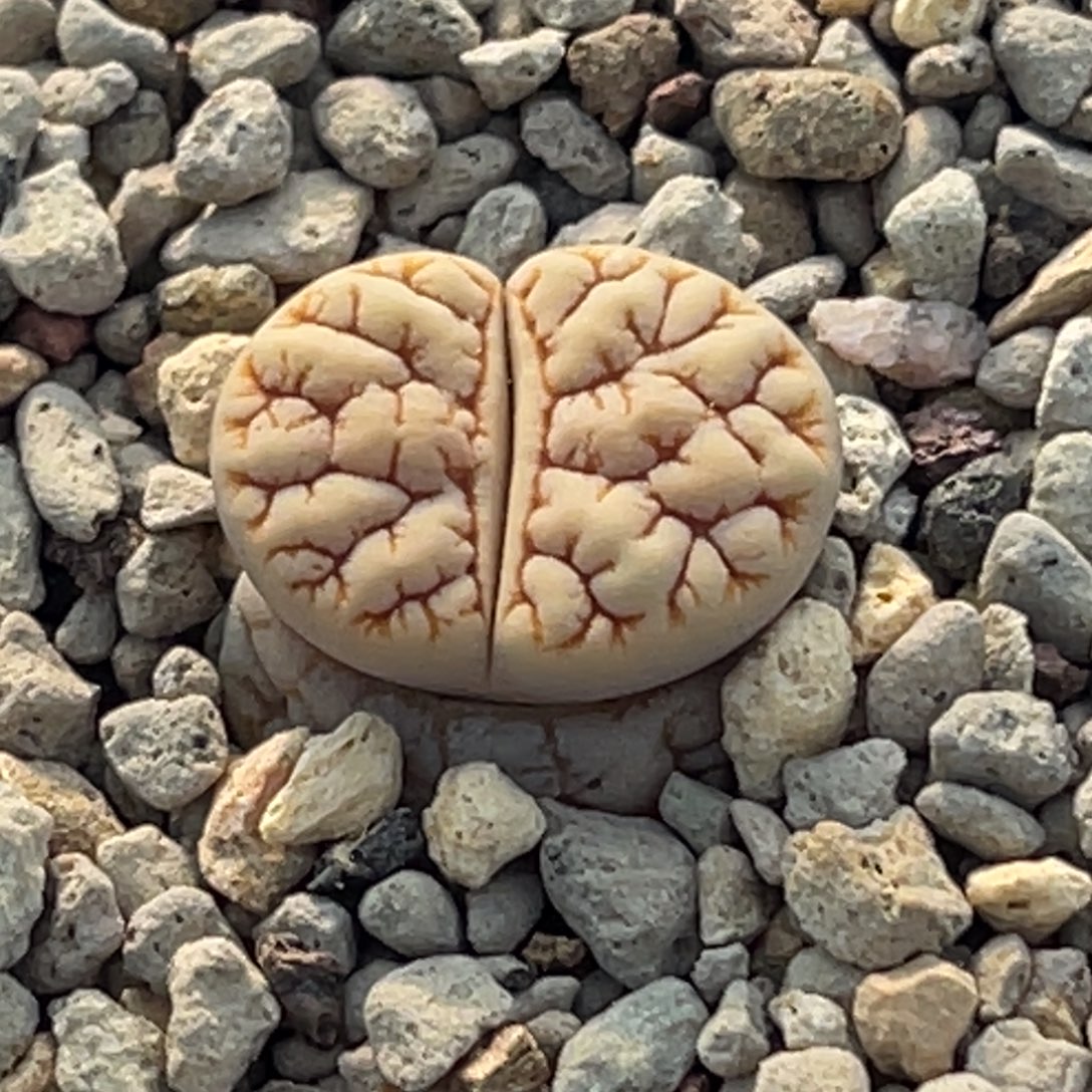 8870睫毛连纹蛙哥189一颗