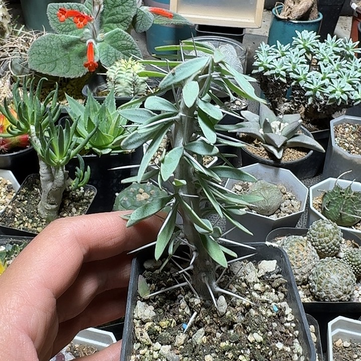 发***薯383阿修罗城带盆发货