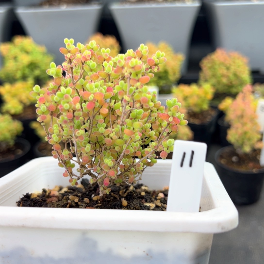 彩蜜橘糖球11号10厘米盆