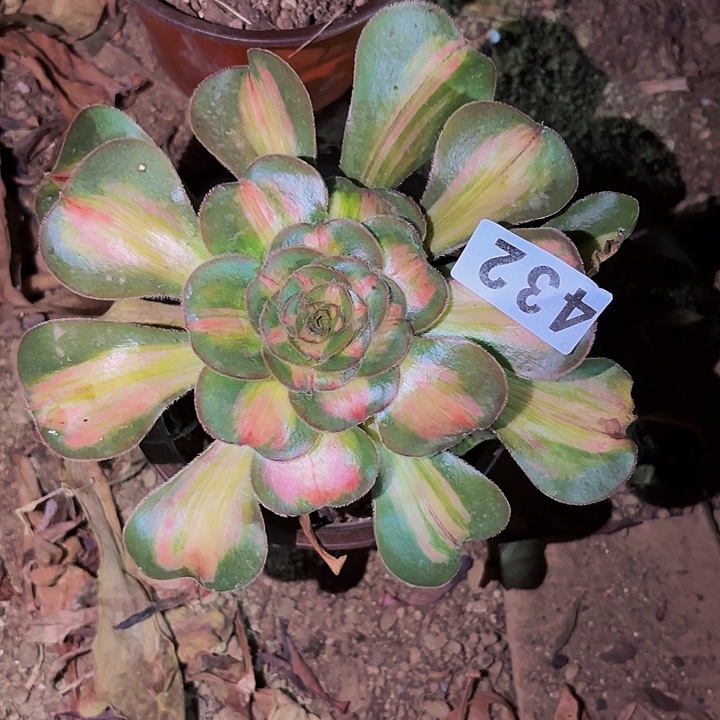 432暴君多肉植物不售后