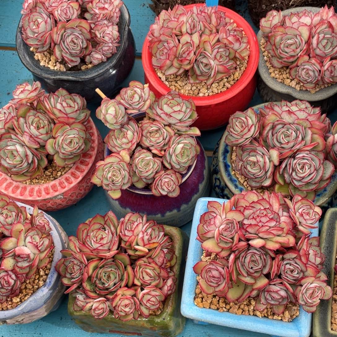 1213-1-牡丹亭群生多头一颗