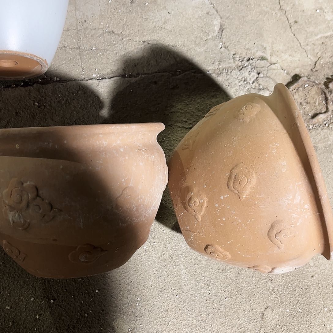 紫砂花盆里的小猫咪