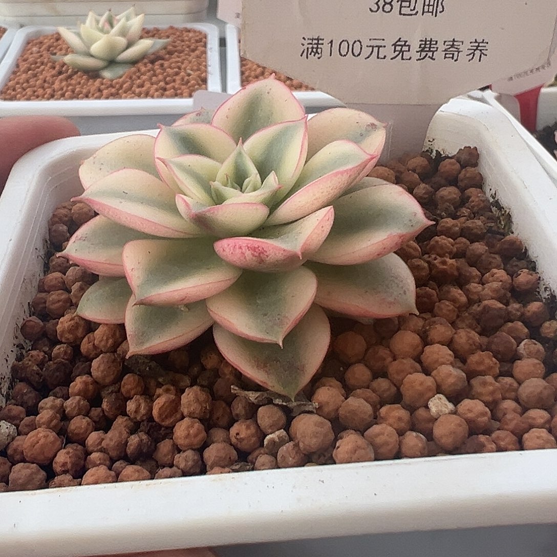10号斗牛士锦多肉植物