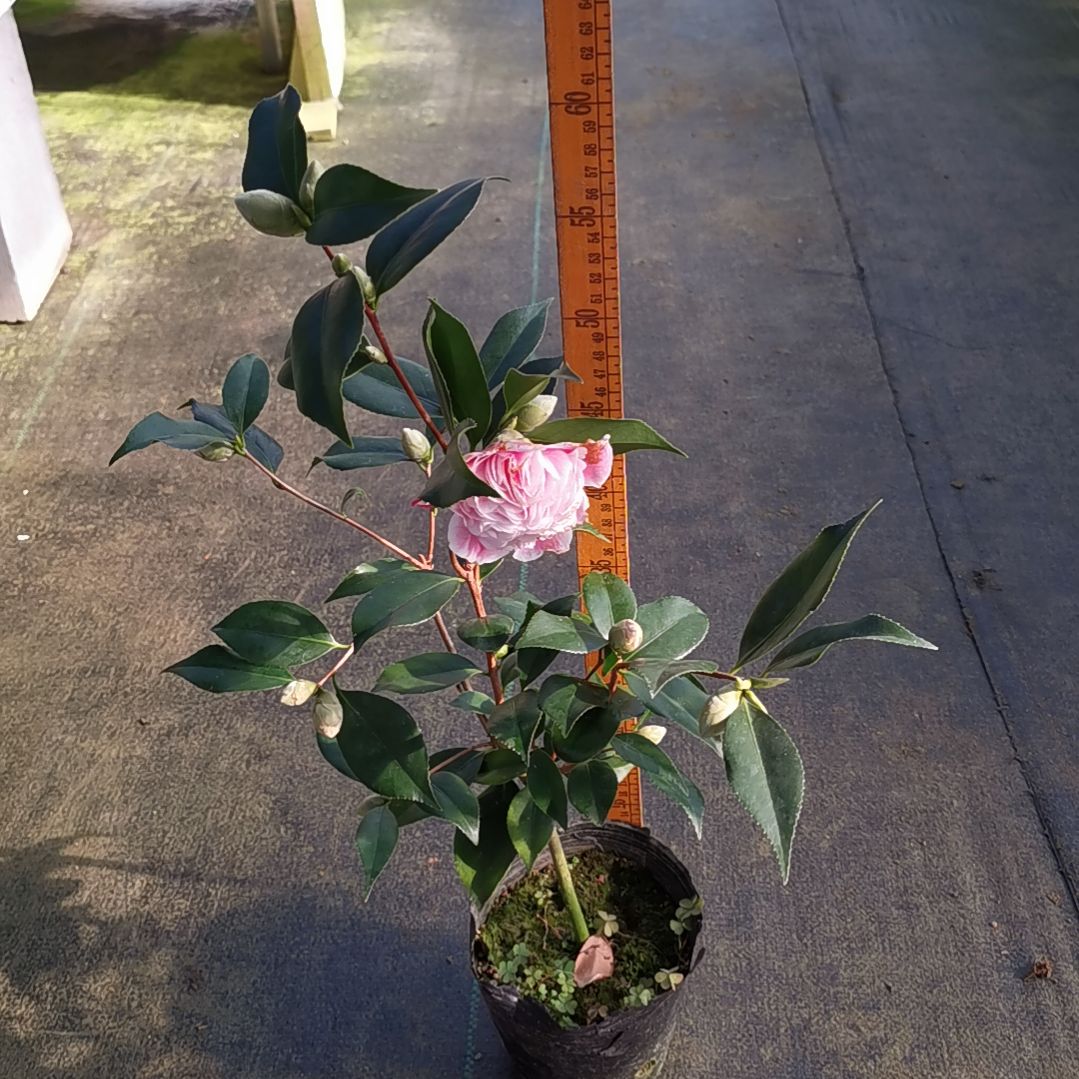 大部分花苞少量开放拖五