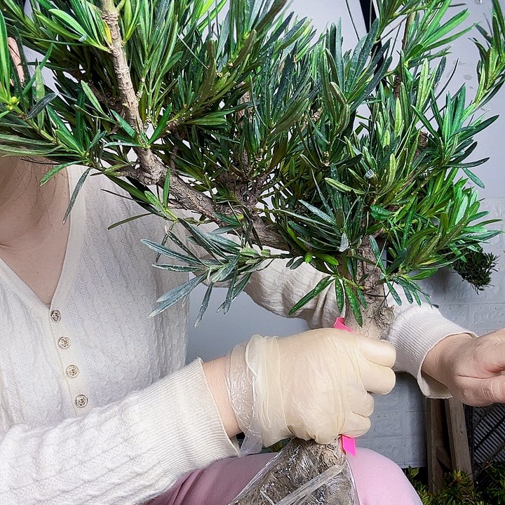 张***无花朵罗汉松等大师们也在现场观看并