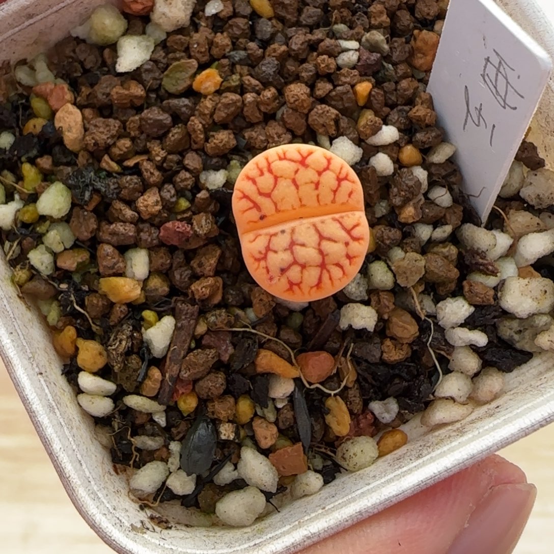 12.30。      曲玉。    2003