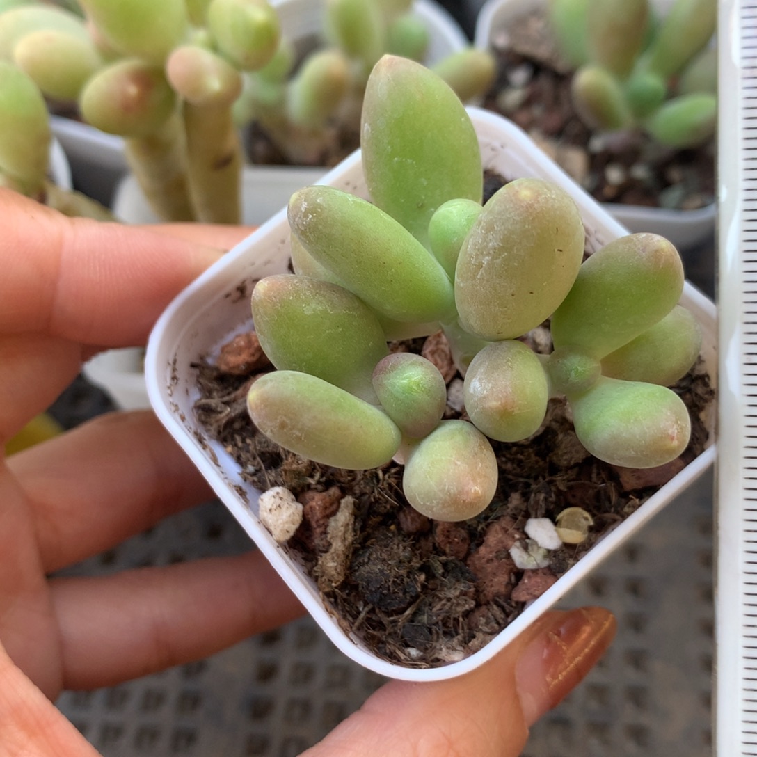 芒果奶 不凑满28元发一片叶 不售后 到付