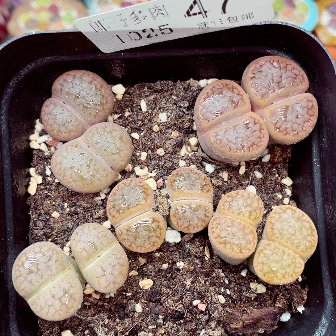 生石花满18包邮1025-47