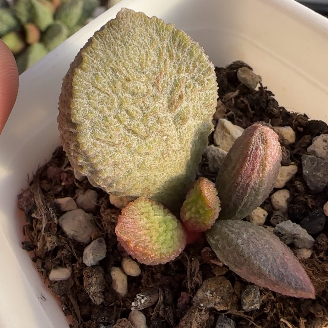 法式鹅肝水泡多肉植物