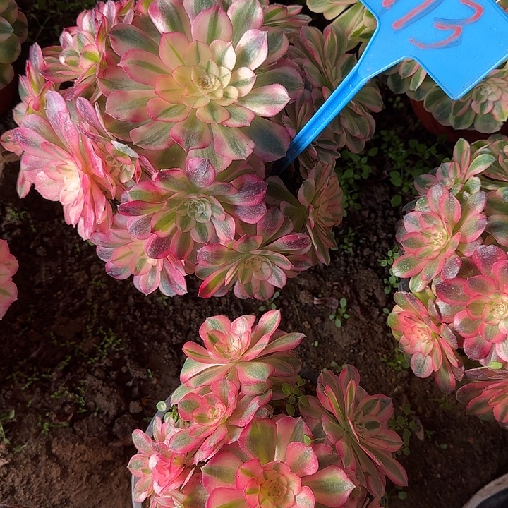 113红楼梦多肉哦哦哦哦哦哦哦哦哦