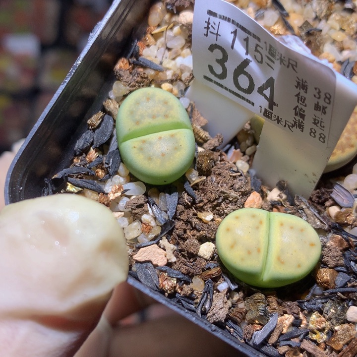 精品生石花115.364