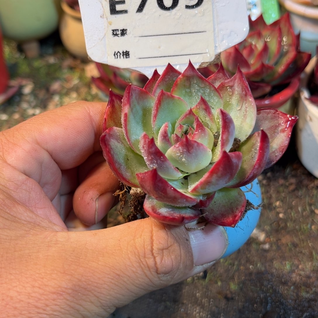 惊鸿一瞥709号多肉