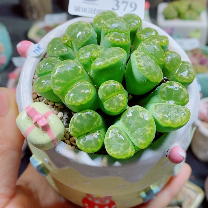 生石花花花花花花花379