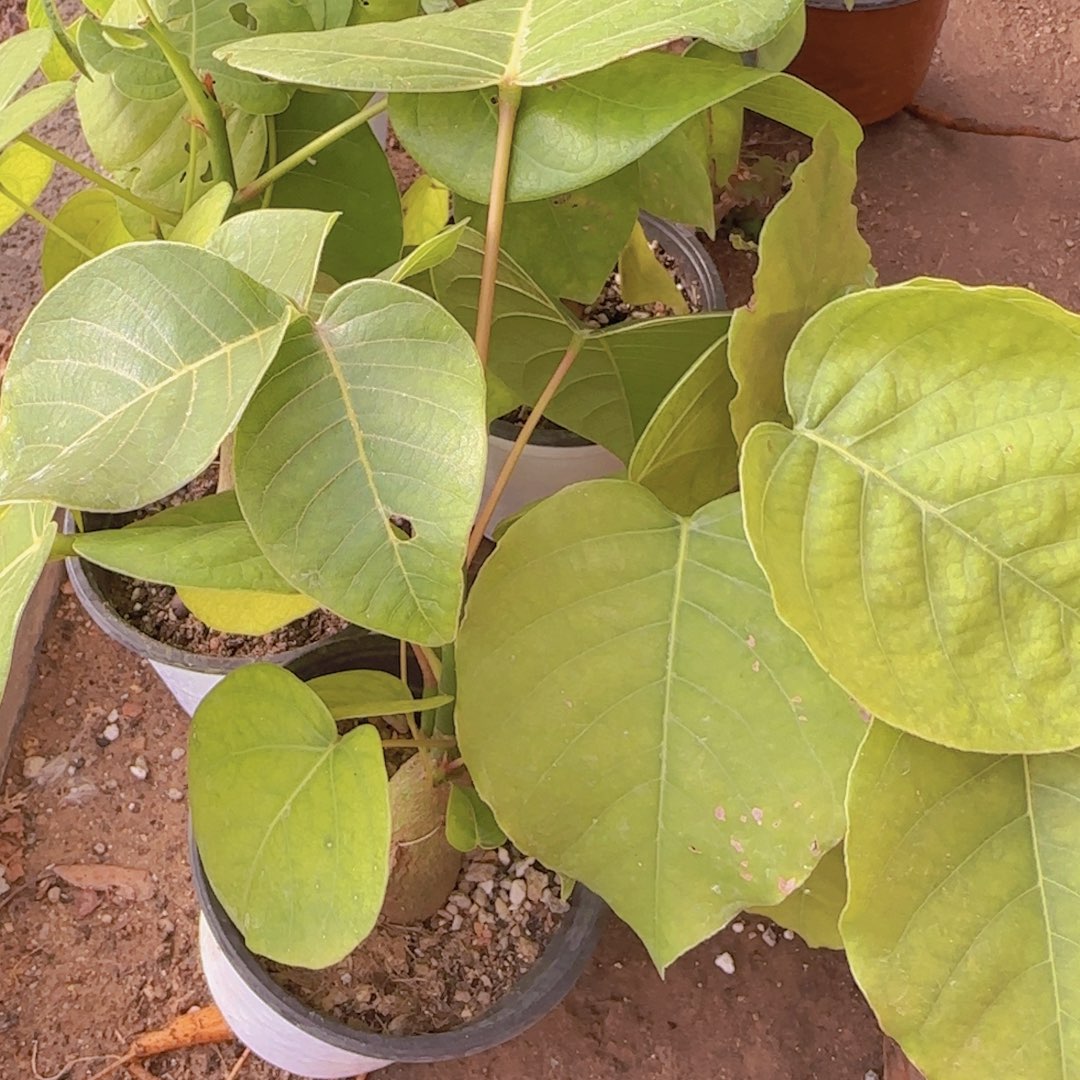 块根植物块根植物