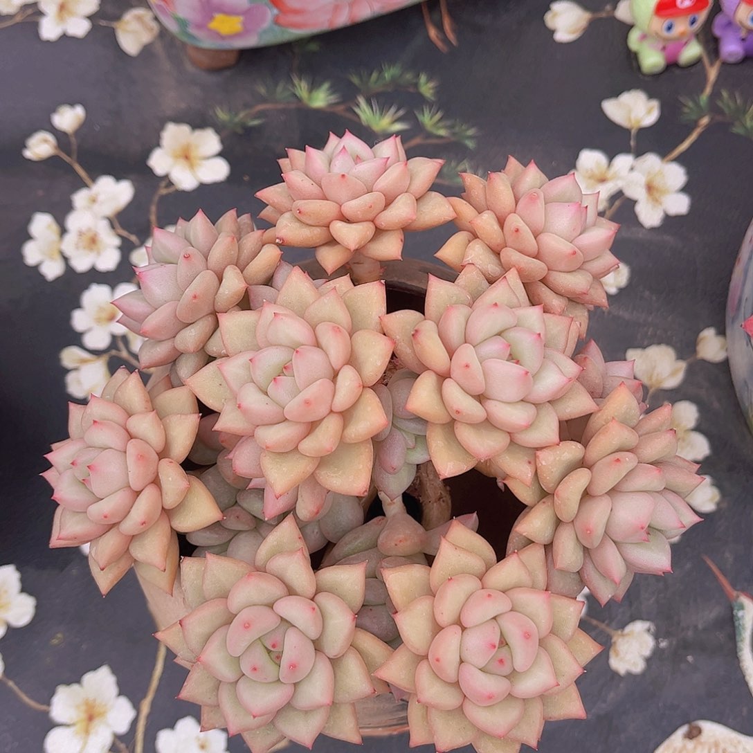 黄金象牙捧花多肉