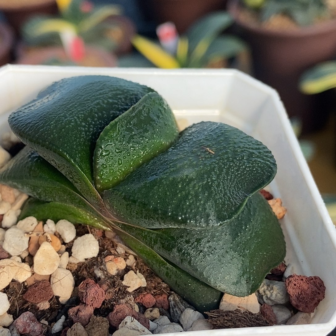 苔***阶243军配卧牛带盆发货