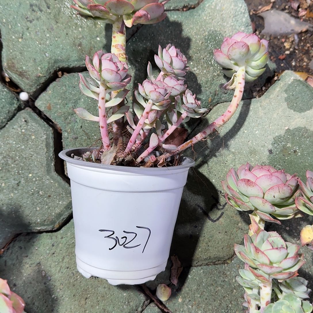 克罗地亚玫瑰多肉植物