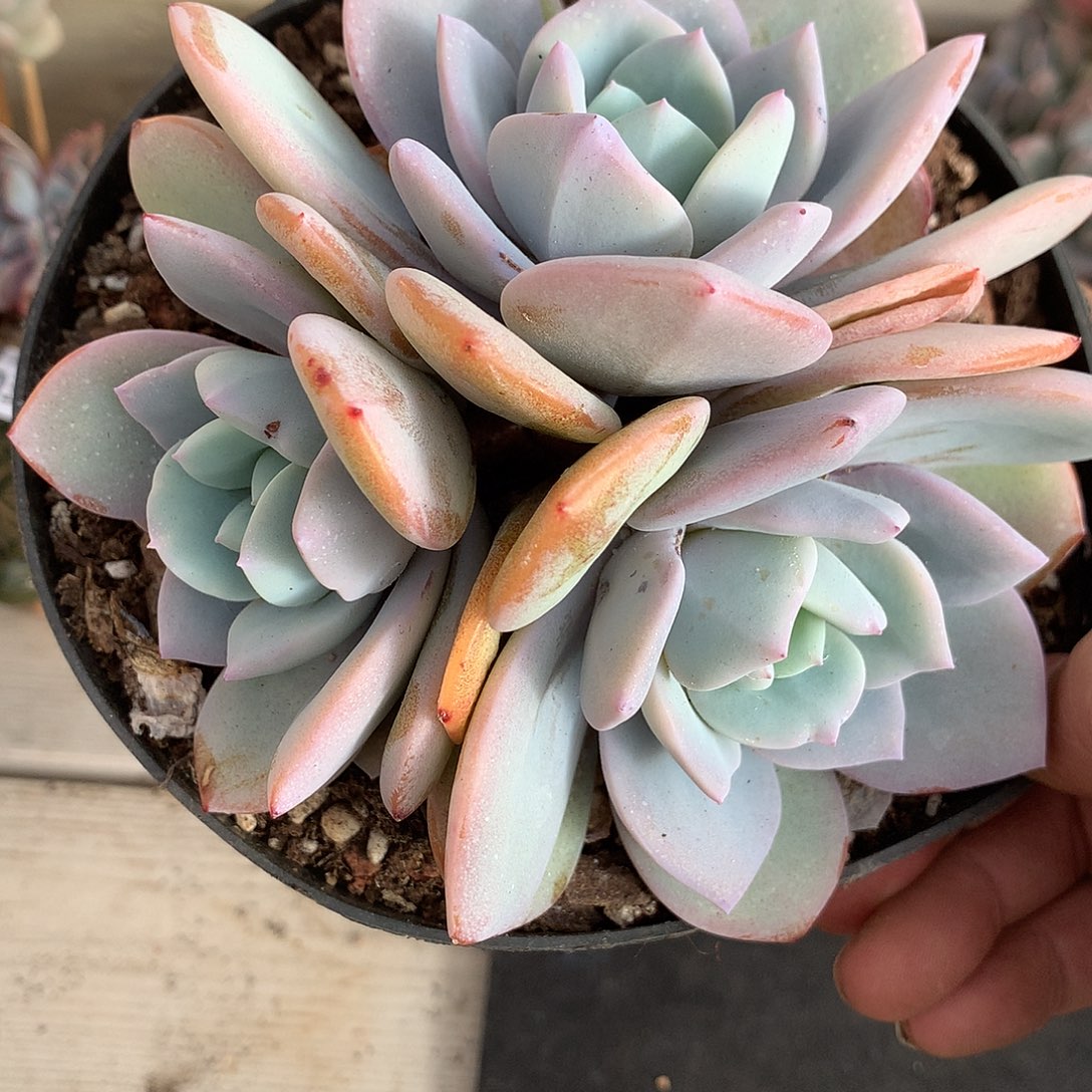 263奶茶多肉一颗14厘米