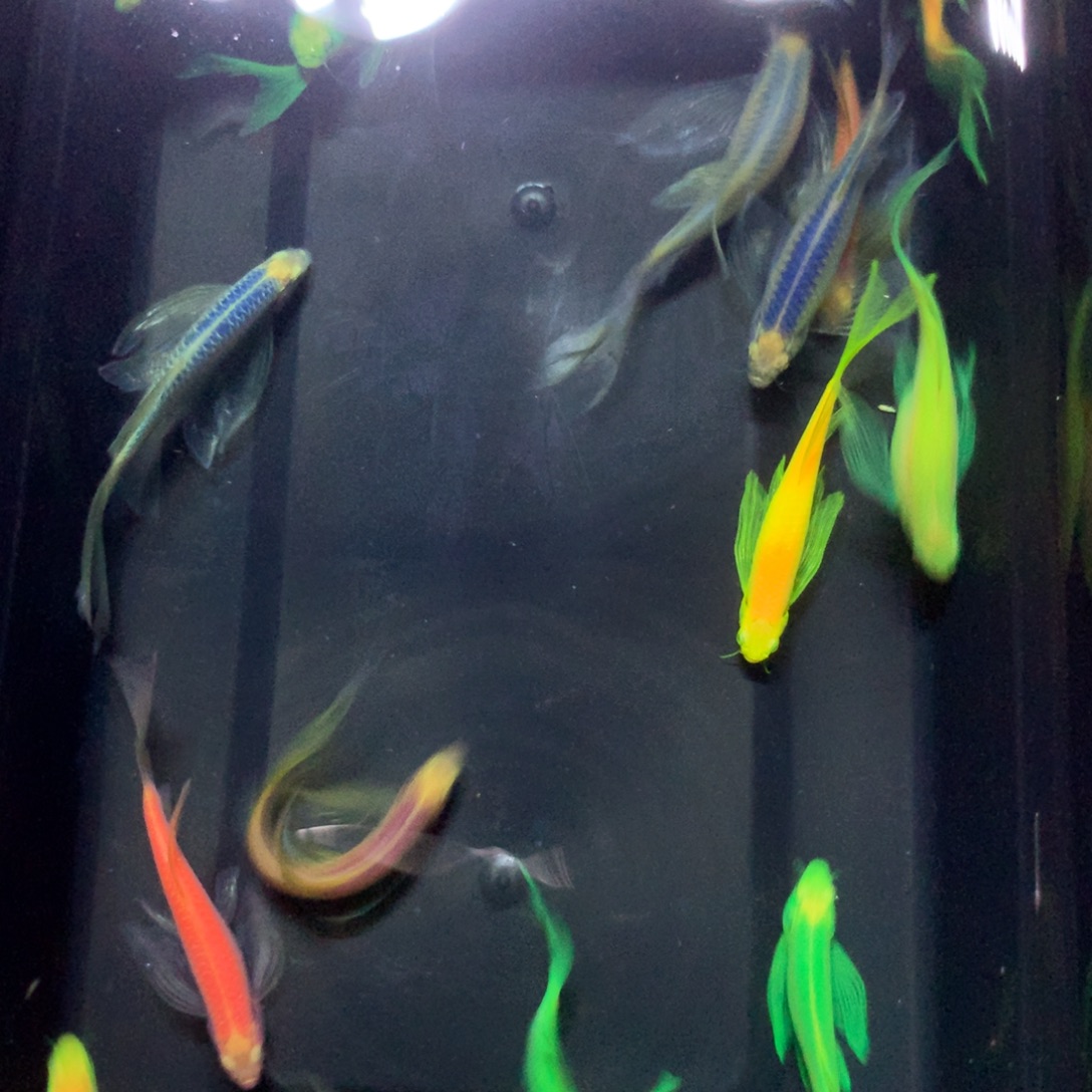 斑马鱼中大号蝶翼斑马混搭18只（3.5-4.5厘米）