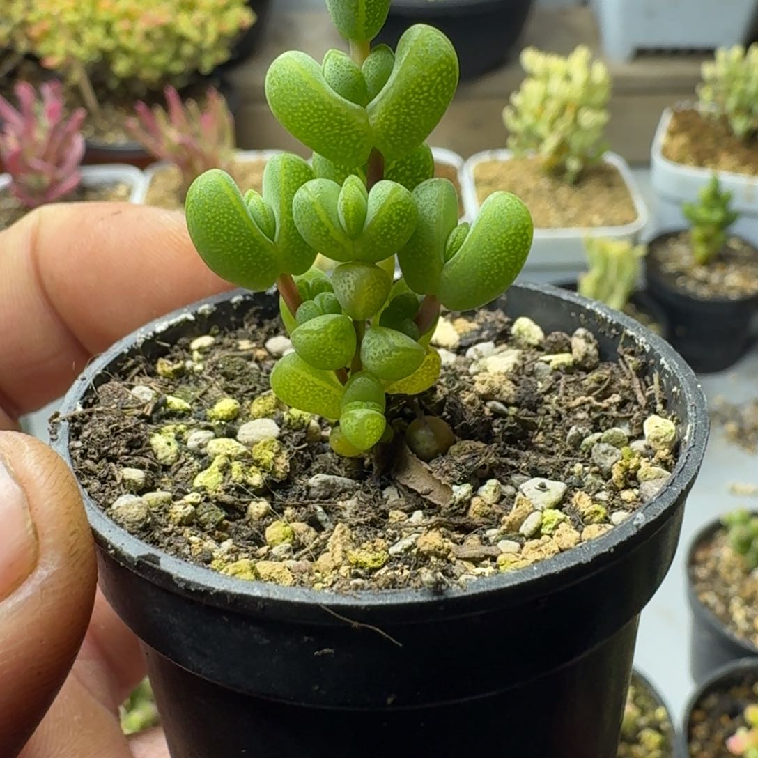 元宝 多肉植物枝干番杏