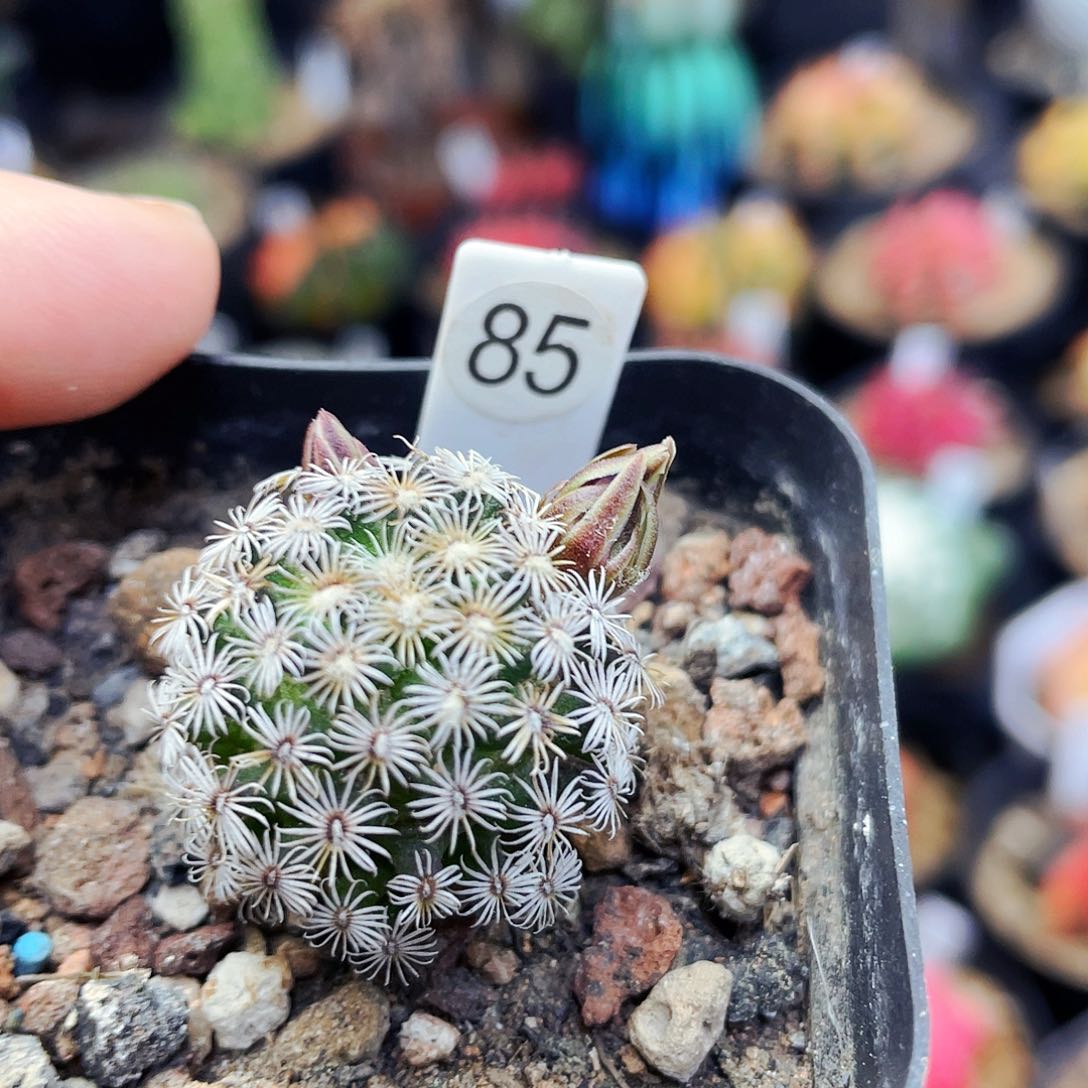 克氏丸非偏远地区满25包邮仙人球