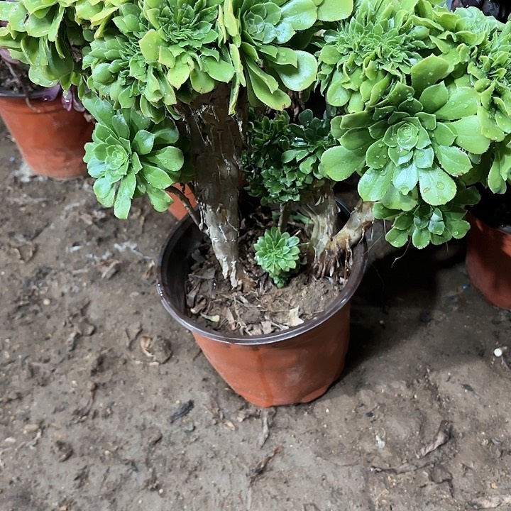 多肉植物绿羊绒缀64